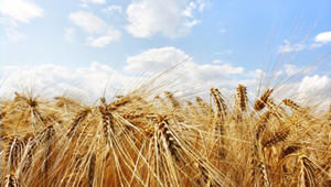 Copyright: iStockphoto