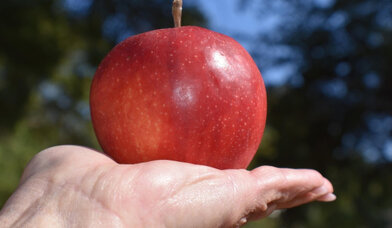 Apfel auf ausgestreckter Hand - Copyright: Bild von Ray Shrewsberry auf Pixabay