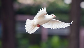 Taube im Flug - Copyright: © Creative Commons, CC0