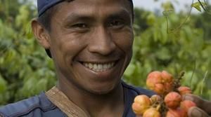 Guarana-Ernte in Brasilien - Foto: GEPA - The Fair Trade Company/Nusch