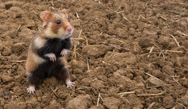 Copyright: Manfred Sattler/Deutsche Wildtierstiftung