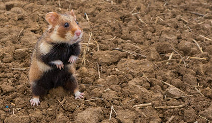 Was für Aufgeweckte - viel ist los am Wochenende - Copyright: Manfred Sattler/Deutsche Wildtierstiftung