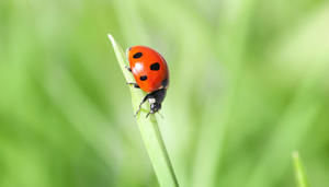 Copyright: sbayram, iStockphoto