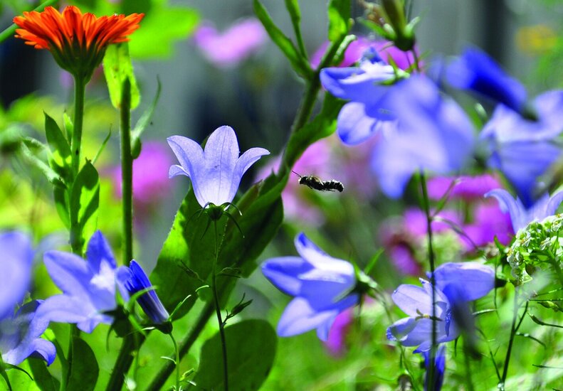 blau blühende kleine Blumen