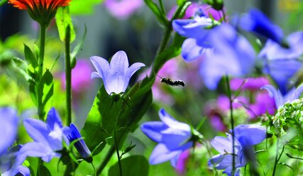 blau blühende kleine Blumen - Copyright: Steffi Binder