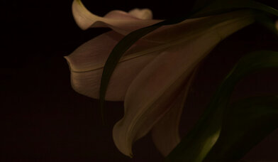 Lilie - Copyright: Tony Mitchell