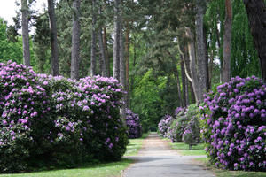 Der Parkfriedhof Ohlsdorf - Copyright: Hamburger Friedhöfe