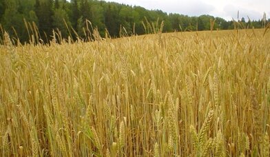 Weizenfeld - Copyright: Renate Winter