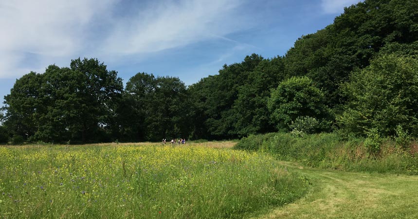 Die Wiese am Wald: bald wird hier das erste Mal geheiratet