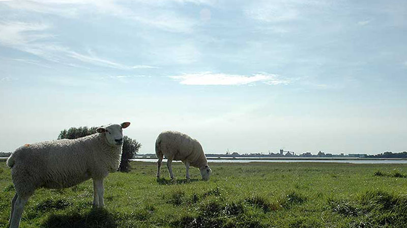 Blick über die Elbe nach Stade